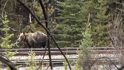 Canad elabora un estudio para reducir las colisiones entre osos y trenes
