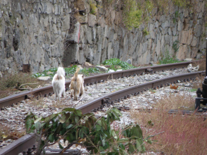 Pareja de perros en la v�a de acceso al taller
