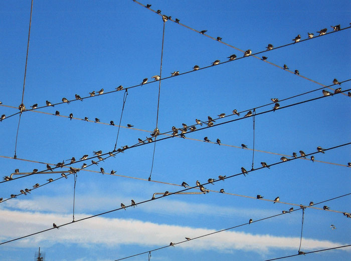 Primer premio: �Aviones en la l�nea a�rea� Autor:  Isidro Fern�ndez S�nchez