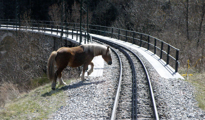 El recorrido de este ferrocarril tiene compa�eros de viaje a los animales, dom�sticos o silvestres, que medran en las prader�as y roquedos por los que discurre el ferrocarril, como este caballo situado a la entrada del viaducto de Toses.